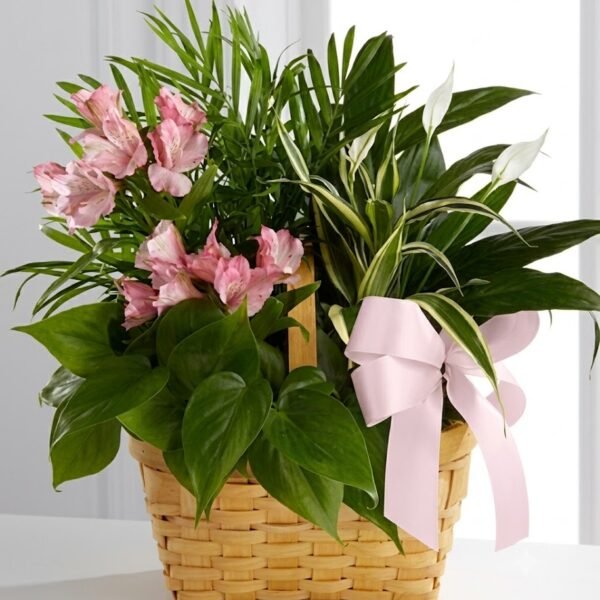 Green & Pink Delight Green & Pink Delight