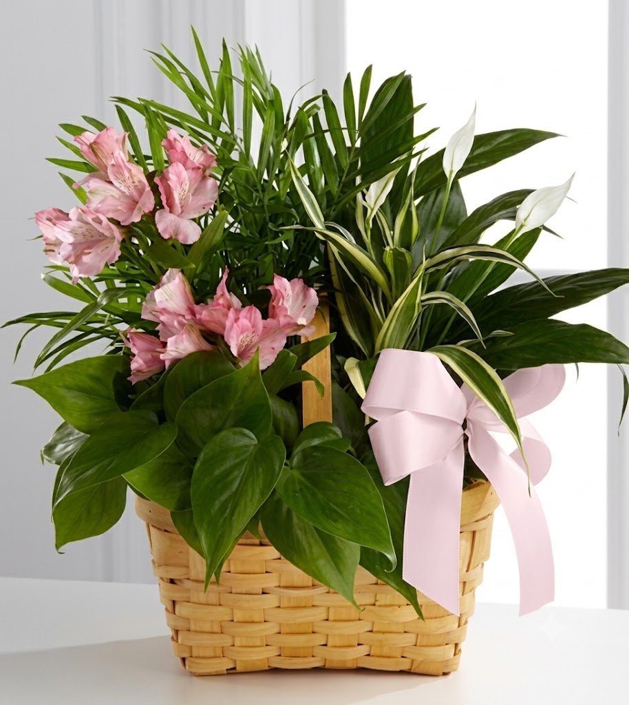 Green & Pink Delight