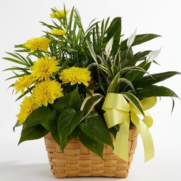 Green & Sunshine: yellow chrysanthemums with a peace lily, palm and pothos plants in a natural woven basket with a pale yellow satin bow