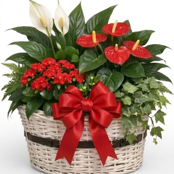 Harmony Bloom Basket: white peace lilies, red anthuriums and red kalanchoe with ivy and fern in a white wicker basket with a red satin bow