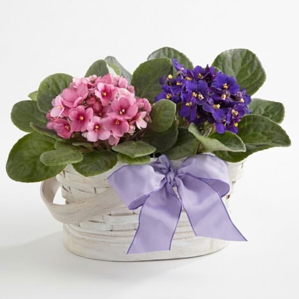 Mini Bloom Duo: two African violet plants, one pink and one purple, in a whitewashed woven basket with a lavender ribbon bow
