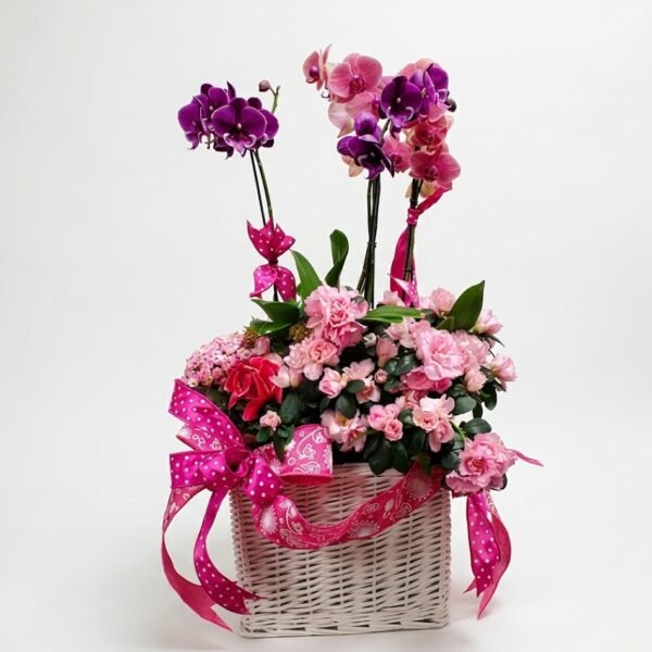 Orchid Bloom Basket: purple and pink orchids with pink azaleas and kalanchoe in a white wicker basket tied with hot pink polka-dot ribbon