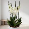 Orchid Serenity