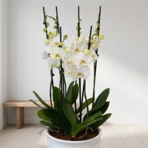 Orchid Serenity