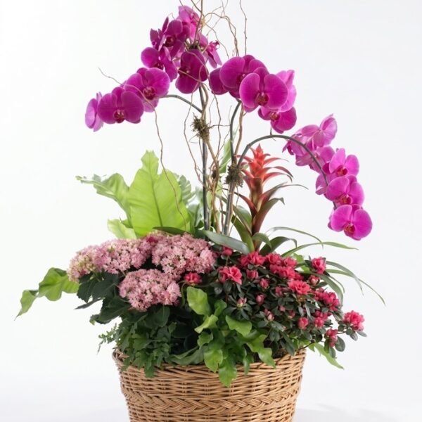 Orchidea Mix: magenta orchids with pink kalanchoe, deep pink azalea, a red bromeliad and ferns in a round wicker basket