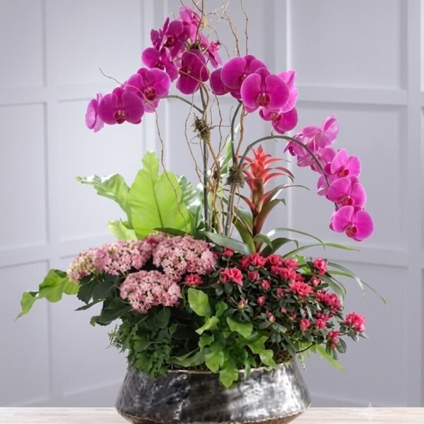 Orchidea Mix Orchidea Mix