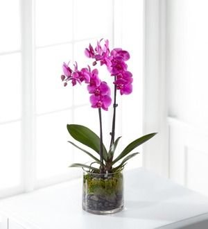 Plants-Delivery-Kingston-_-Mc-Mahons-House-Of-Flowers-Inc.jpg Royal Purple Orchid