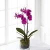 Royal Purple Orchid Royal Purple Orchid