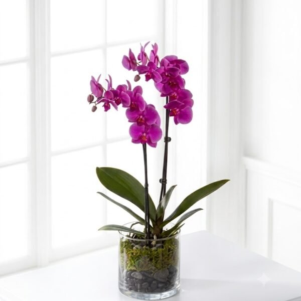 Royal Purple Orchid Royal Purple Orchid