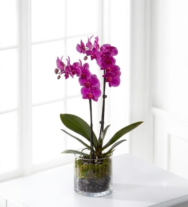 Royal Purple Orchid Royal Purple Orchid