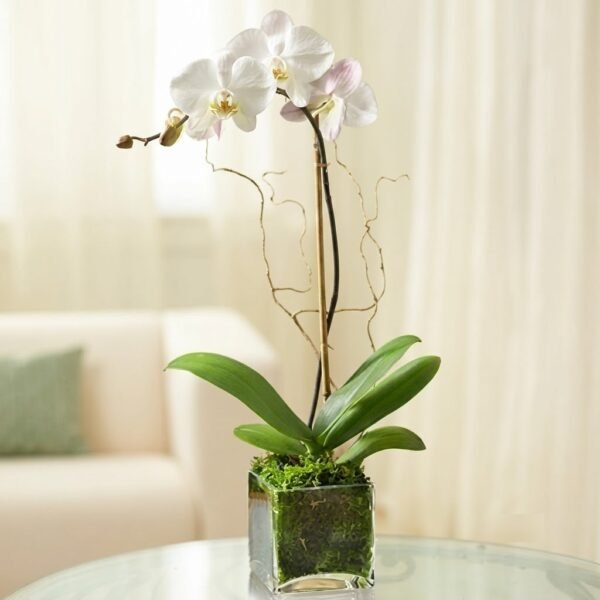 Royal White Orchid