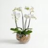 Royal White Orchid Bowl: white phalaenopsis orchid with several flower stems in a round glass bowl filled with light brown pebbles