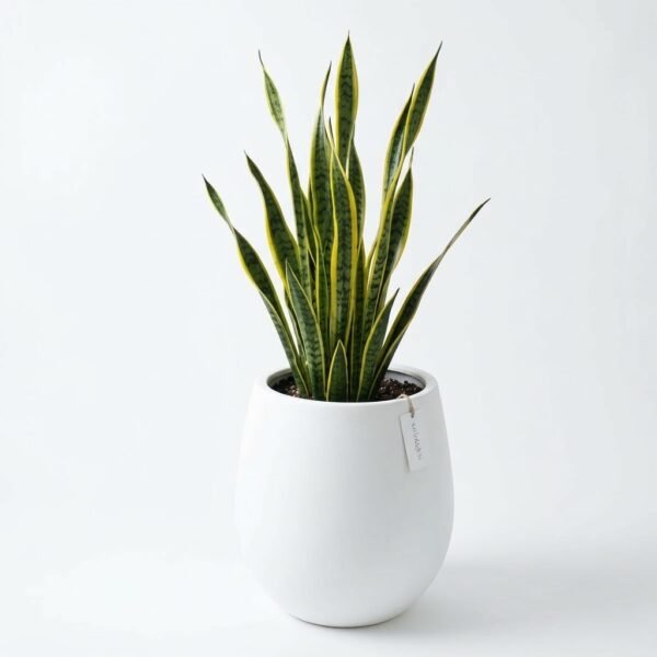 Sansevieria Plant Sansevieria Plant with upright yellow-edged leaves in a white round pot on a plain white background