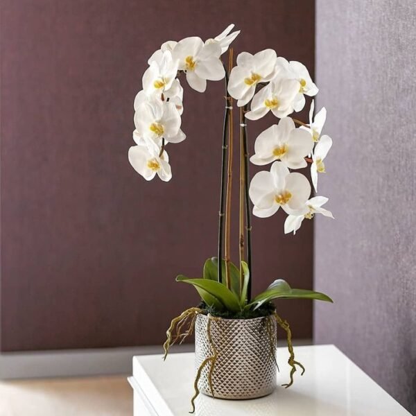 a1716b89-54ba-4fcf-be72-fdd8caa7a432.jpg Royal White Orchid Amman | WowWard Flower & Gift Delivery