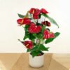 anthurium-rouge- Anthurium Touch Amman