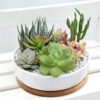 elegant-succulent-arrangement.jpg Elegant Succulent Arrangement