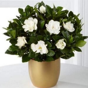 gardenia-grace.jpg Gardenia Grace