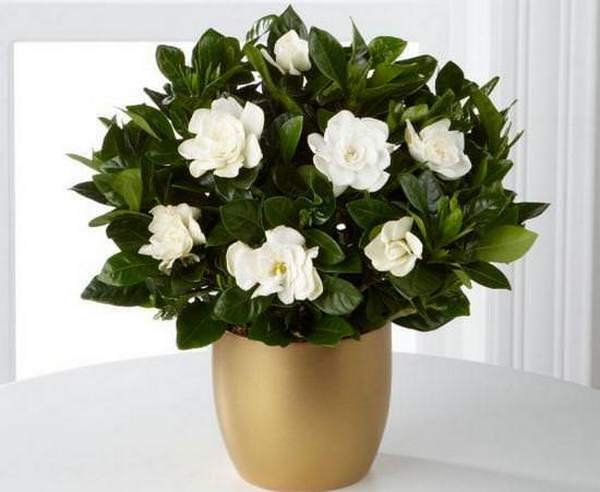 gardenia-grace.jpg Gardenia Grace