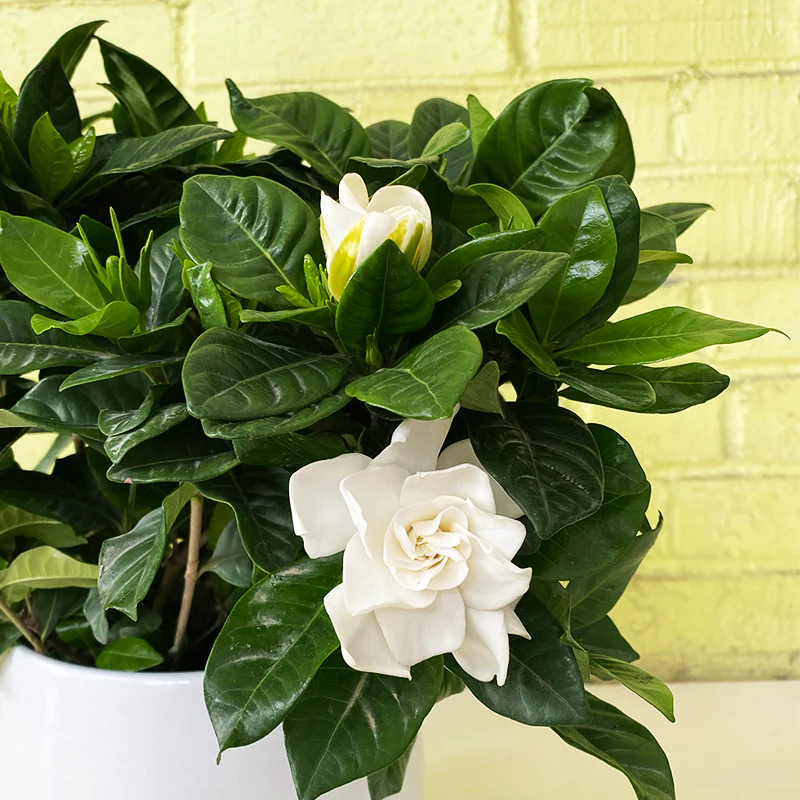 Gardenia Grace product thumbnail 2