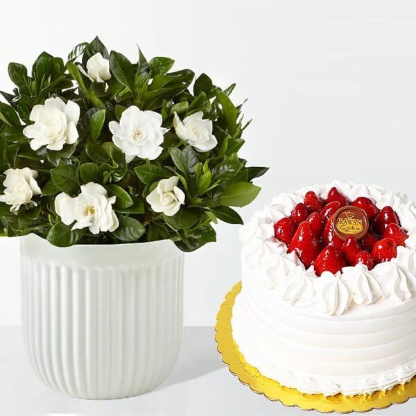 gardenia-plant-strawberry-cake.jpg Gardenia Plant & Strawberry Cake Amman | WowWard Flower & Gift Delivery