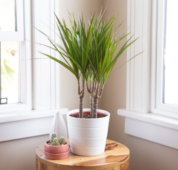 grow-dracaena-marginata-indoors-1902749-2-983c52a2805144d899408949969a5728.jpg Dracaena Marginata Plant – 70 cm