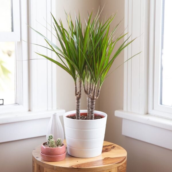 Dracaena Marginata Plant – 70 cm Amman | WowWard Flower & Gift Delivery