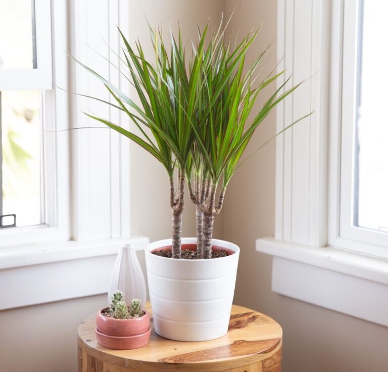 Dracaena Marginata Plant – 70 cm Amman | WowWard Flower & Gift Delivery