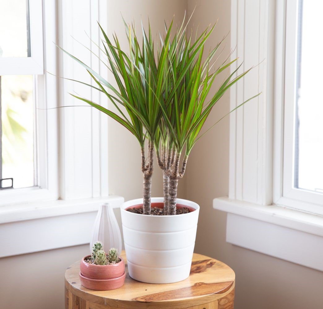 Plants