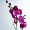 indoor-plant-default-plastic-pot-phalaenopsis-purple-2-stem-holland-orchid-phalaenopsis-purple-2-stem-holland-orchid-1172621742-scaled-1.webp Royal Purple Orchid
