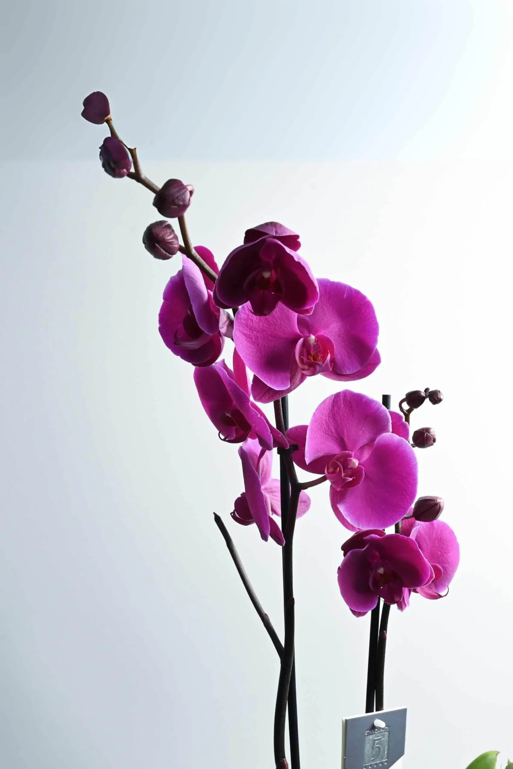 Royal Purple Orchid product thumbnail 4