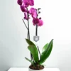 indoor-plant-white-ceramic-pot-phalaenopsis-purple-2-stem-holland-orchid-phalaenopsis-purple-2-stem-holland-orchid-1172621741-scaled-1.webp Royal Purple Orchid