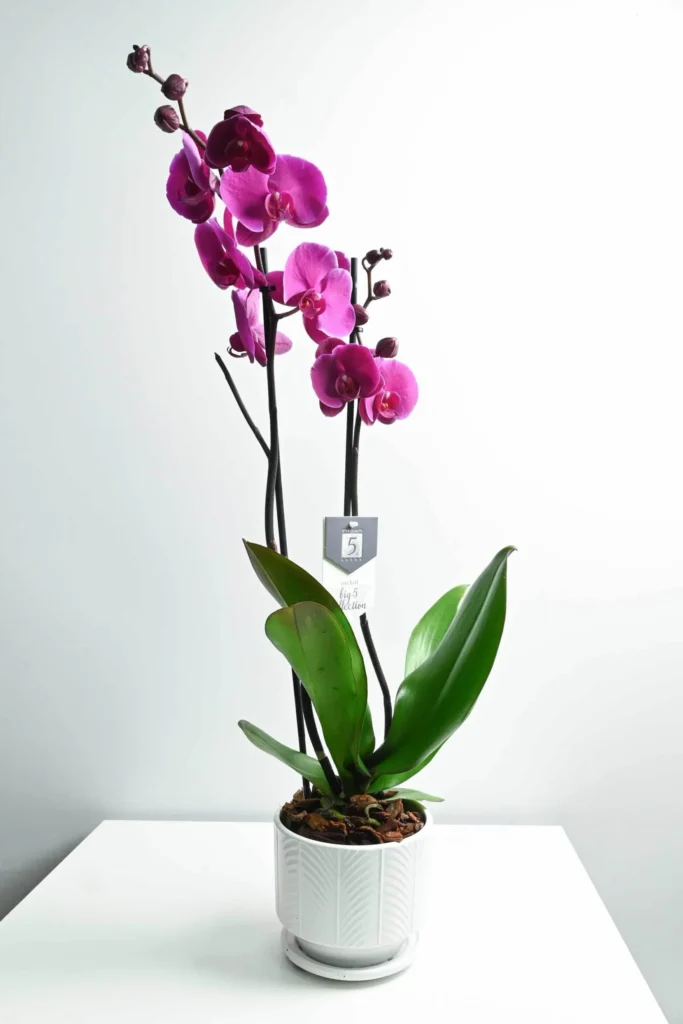Men's gifts promotion graduation - office plant in white ceramic pot
