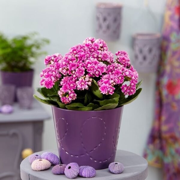 Kalanchoe Plant Amman | WowWard Flower & Gift Delivery