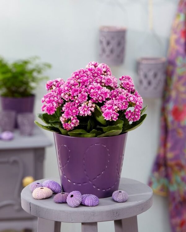 Kalanchoë Serenity Purple White Kalanchoe Plant