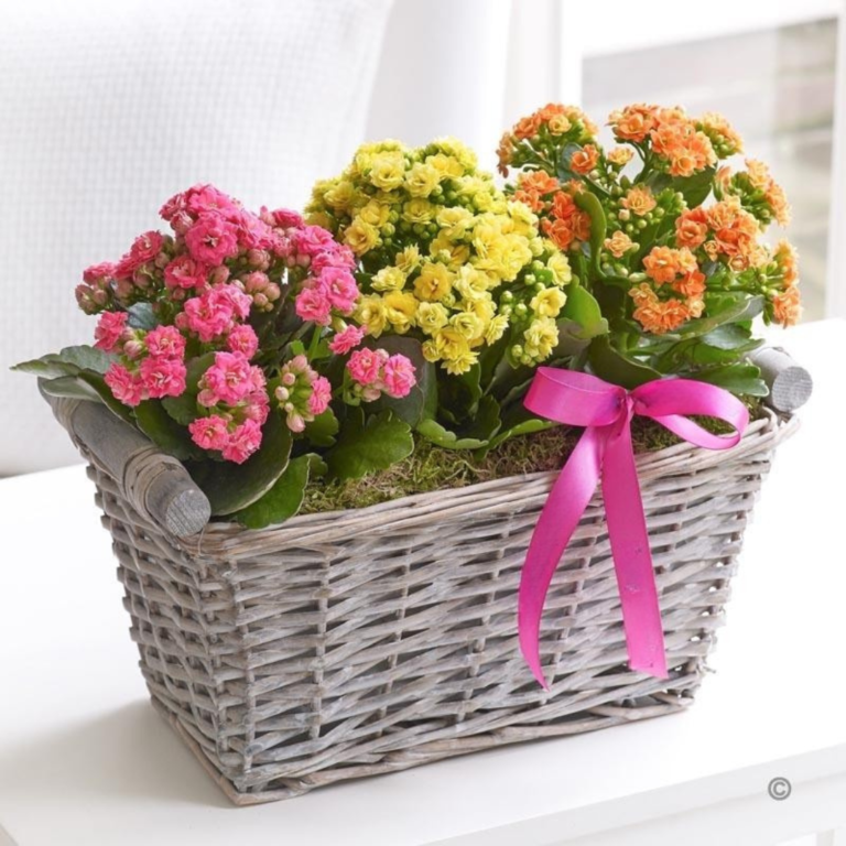 Colorful kalanchoe garden Amman | WowWard Flower & Gift Delivery