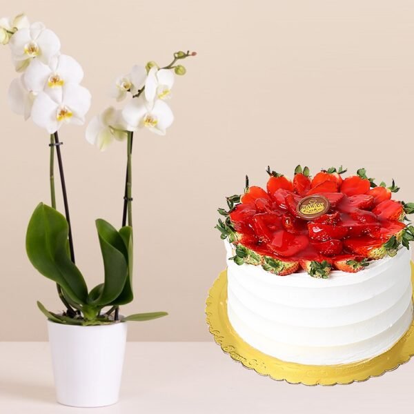orchid-pot-fruit-cake.jpg Orchid Pot & Fruit Cake Amman | WowWard Flower & Gift Delivery