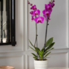 royal-purple-orchid-1.png Royal Purple Orchid