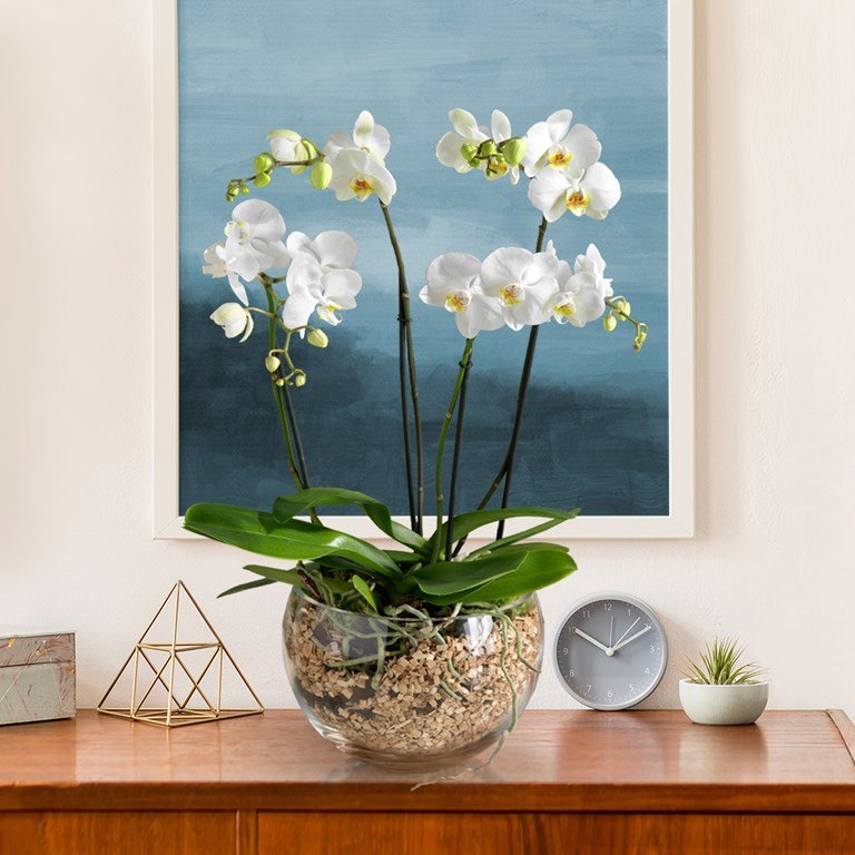 Royal White Orchid Bowl