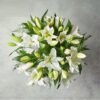white-grace.jpg White Grace