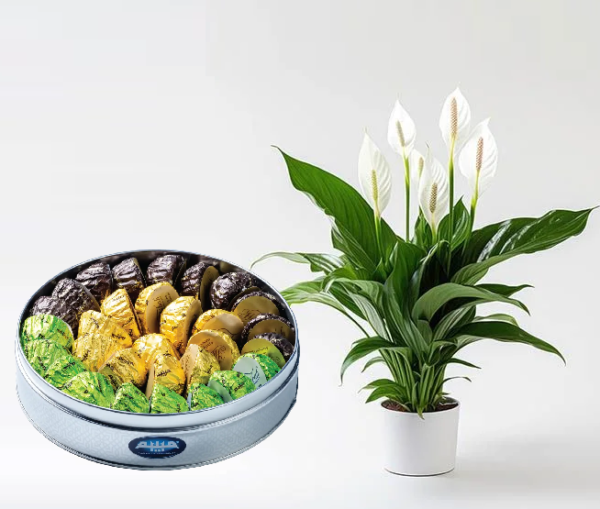 Peace Lily with Maamoul Peace Lily with Maamoul