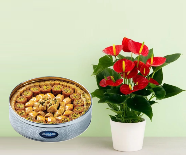 Anthurium Anthurium Plant with Arabic Sweets