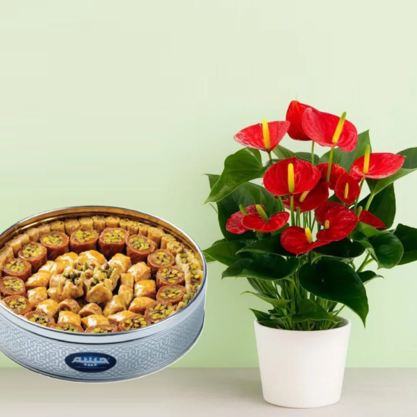 Anthurium Anthurium Plant with Arabic Sweets