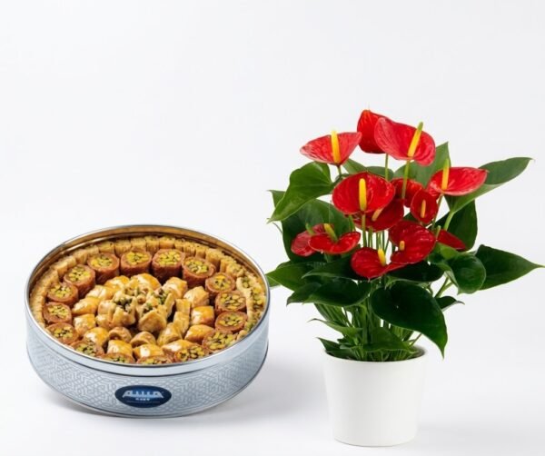 Anthurium Plant with Arabic Sweets Anthurium Plant with Arabic Sweets