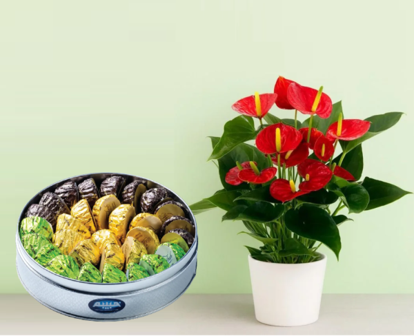 Anthurium Plant with Maamoul Anthurium Plant with Maamoul