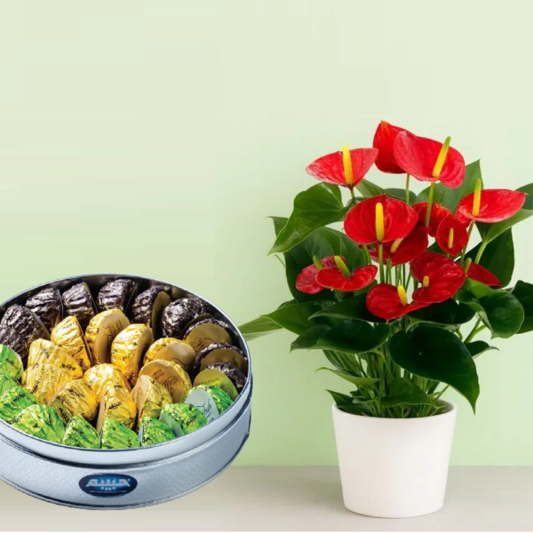 Anthurium Plant with Maamoul Anthurium Plant with Maamoul