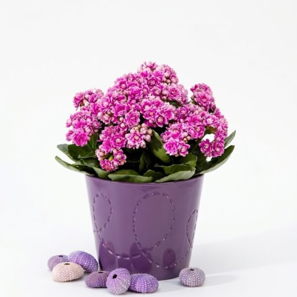 Kalanchoe Plant Kalanchoe Plant