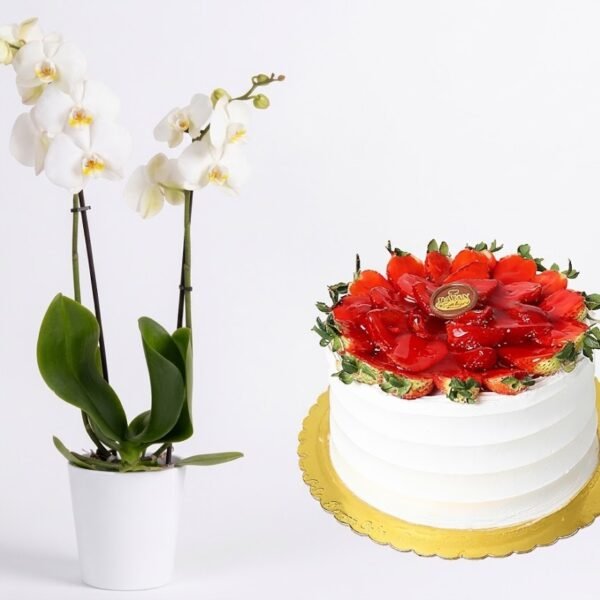 Orchid Pot & Fruit Cake Orchid Pot & Fruit Cake