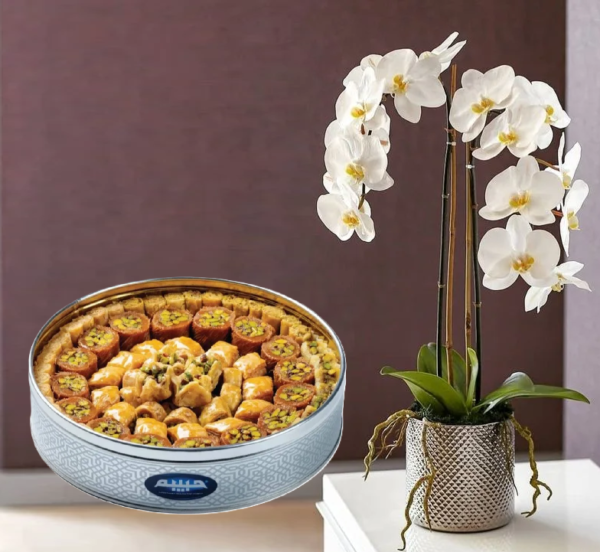 Orchid Plant with Arabic Sweets Orchid Plant with Arabic Sweets