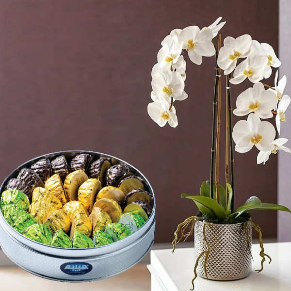 Orchid Plant with Maamoul Orchid Plant with Maamoul