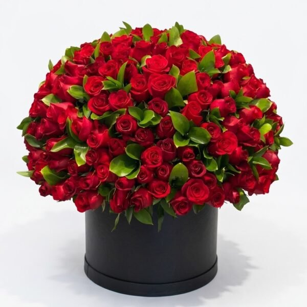 100 Red Roses Flower Box 100 Red Roses Flower Box: a dome of red roses with green leaves in a round black box